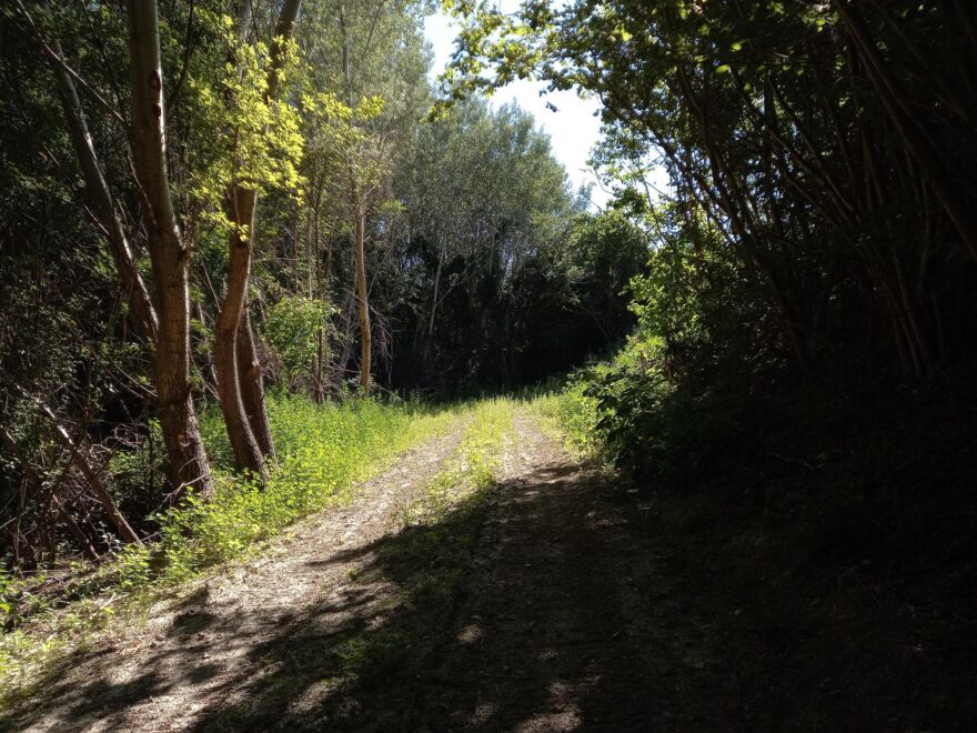 Rodungsbewilligungen §17 ForstG