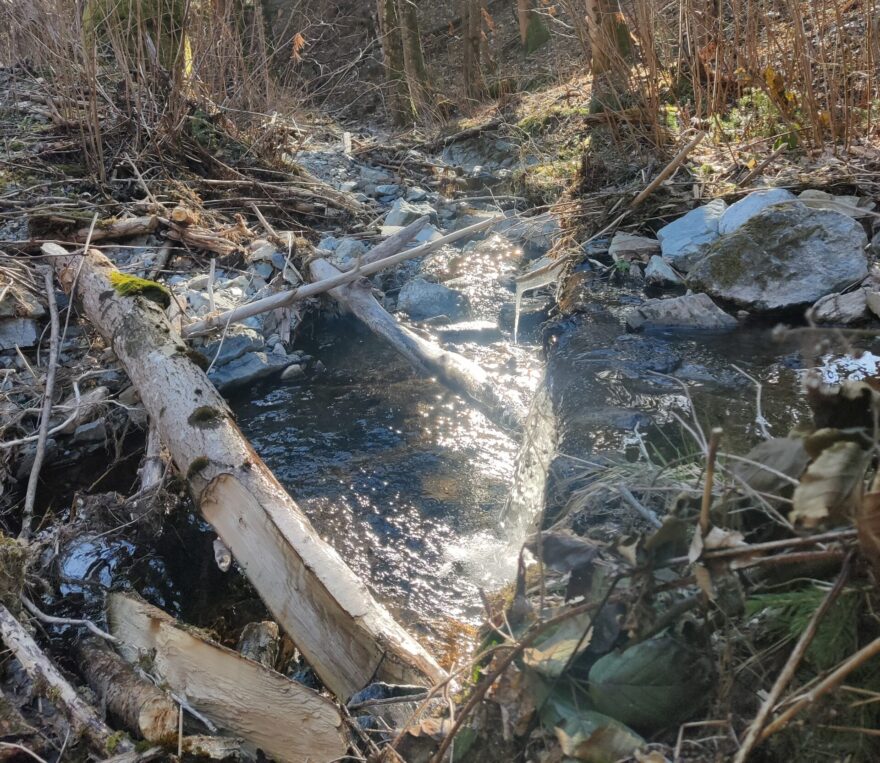 Wildbachbegehungen 2026