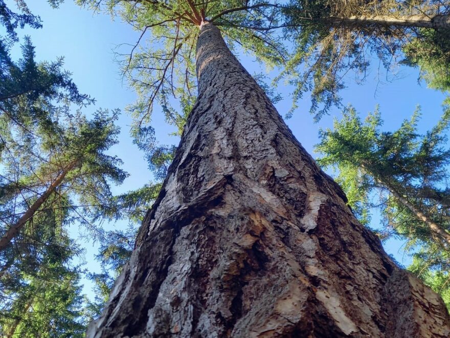 Wälder zum Schutz vor Naturgefahren