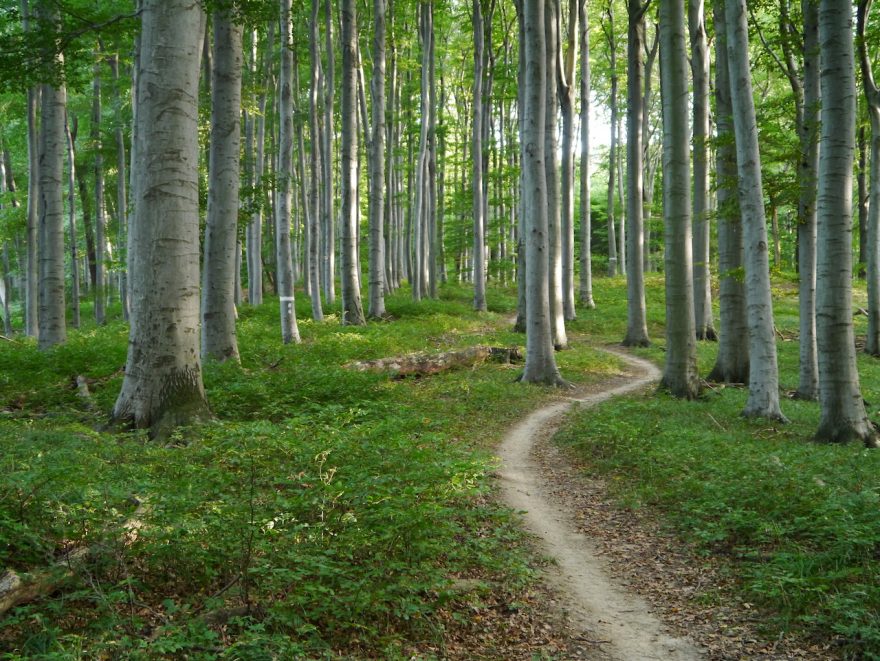 Mountainbike-Trails-Weidlingbach, Planung und Behördenverfahren Mountainbike-Trails-Weidlingbach, Planung und Behördenverfahren